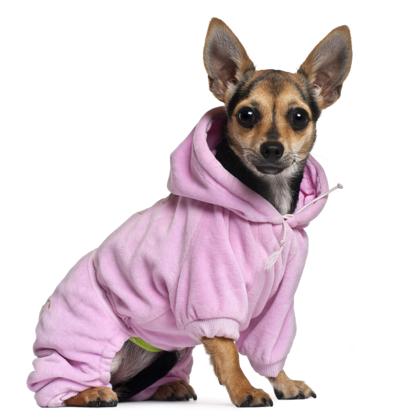 Dogs that do accessorize often appear personable, the sort of dog you would enjoy chatting with in a slow-moving checkout line.
