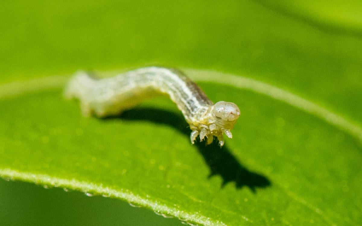 10 Things to Know about Cankerworms Latest Headlines