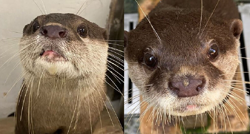 Hot discount pink aquarium otter