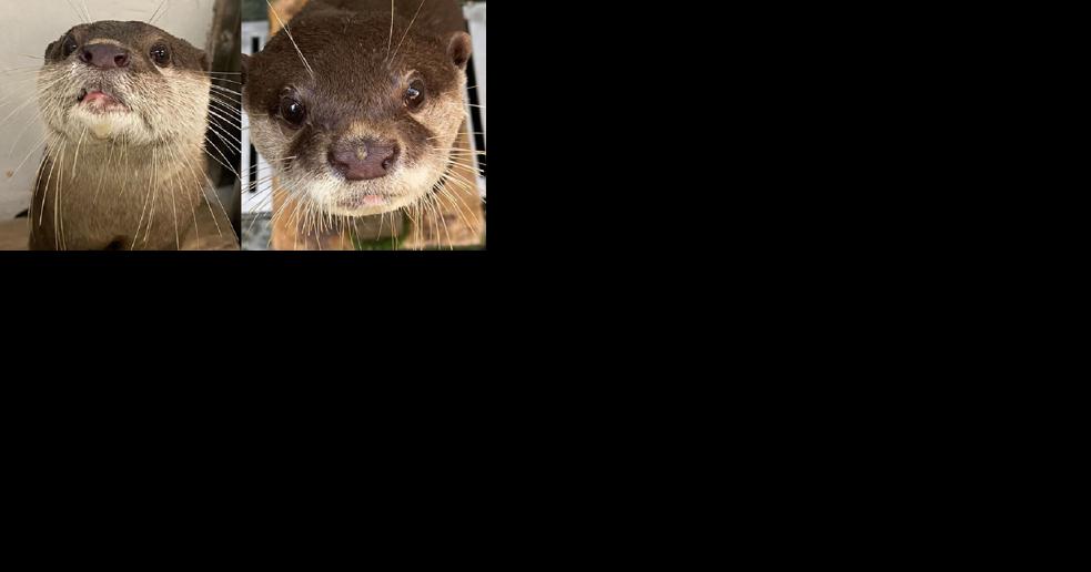 NC Aquarium gets two international otters in conservation program - Vimarsana News