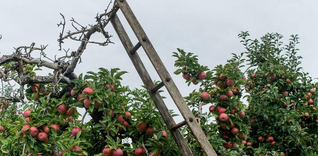 WNC Orchard Insect Pest Populations - October 27, 2026