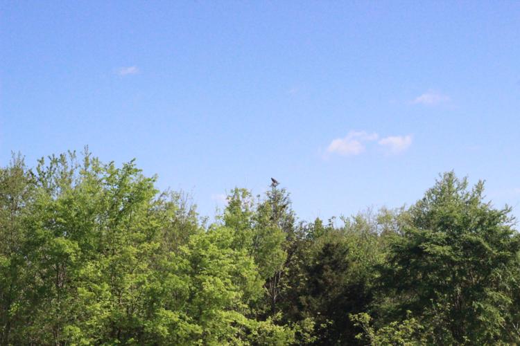Red Tailed Hawk release
