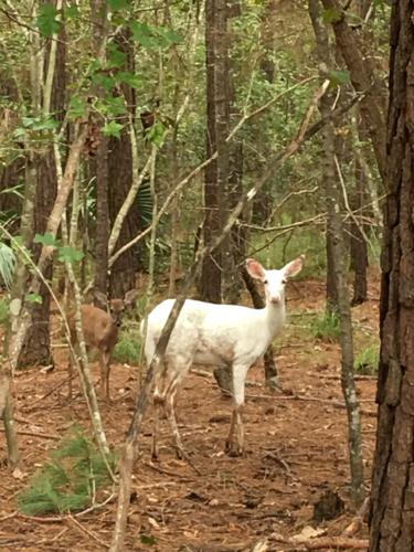 albino deer