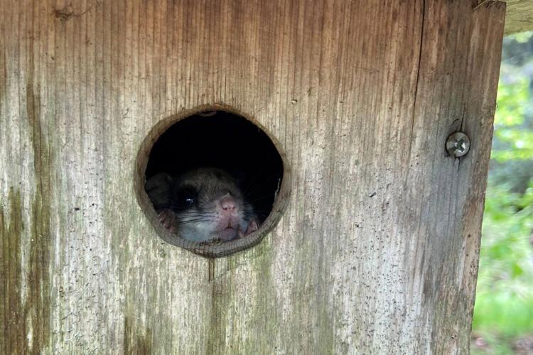 Flying squirrel in nest