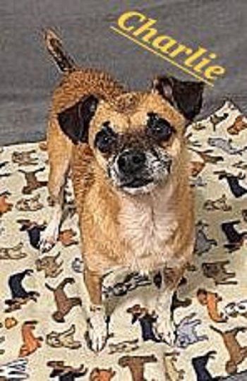 Pet of the Week Charlie
