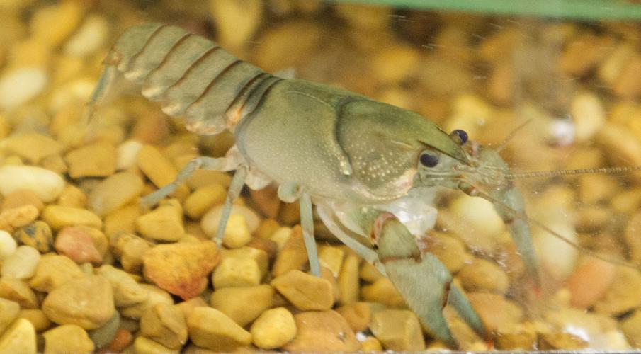 20170101g_nws_kepley