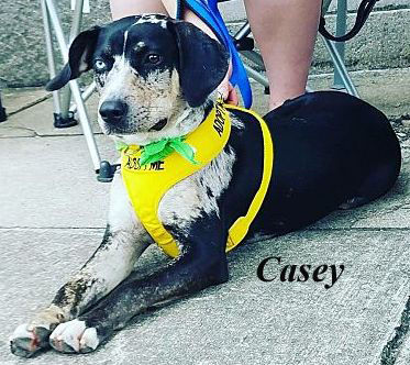 Pet of the Week Casey