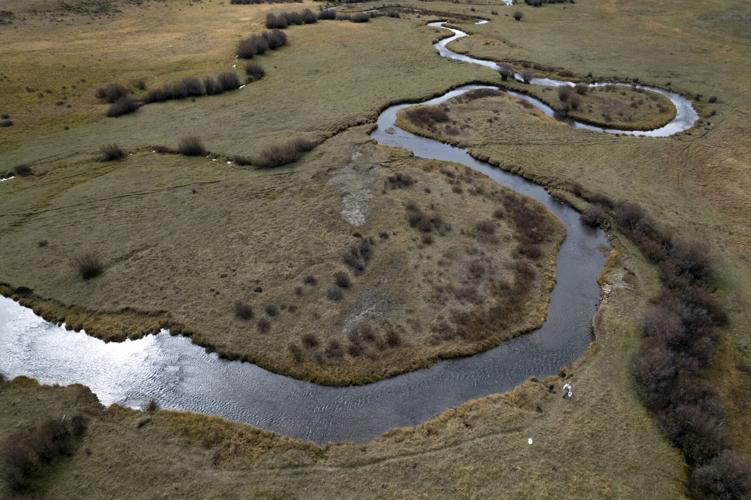 Repopulating grayling
