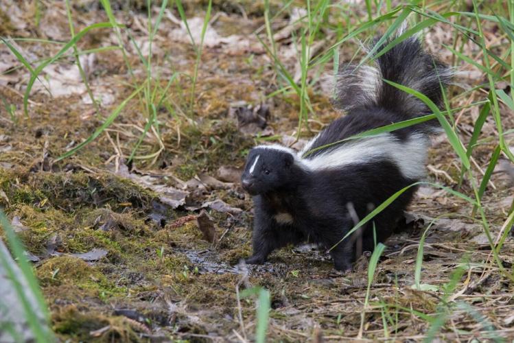 Guilford County Confirms Tenth Case of Animal Rabies in 2026