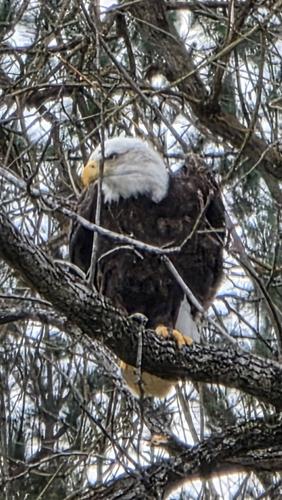 The eagle has landed