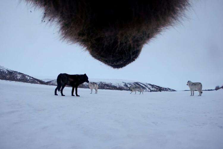 Alaska Bears Collar Cams