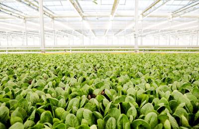 Lettuce eat greens: How hydroponic farms are changing the salad scene