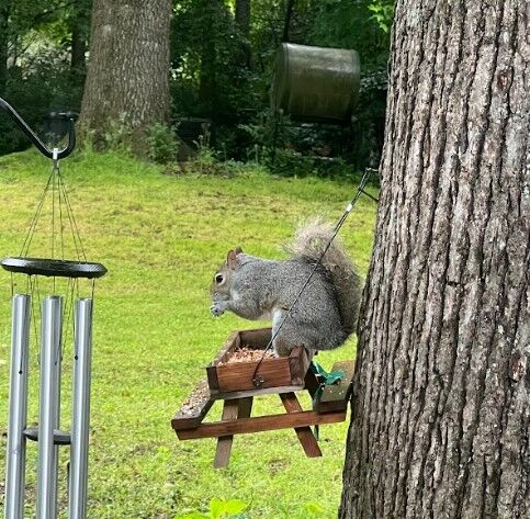 Squirrel picnic table