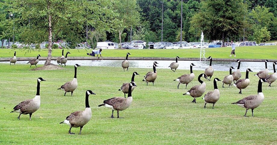 5 ways to make Canada geese go away (plus legal penalties for harming them) - Vimarsana News