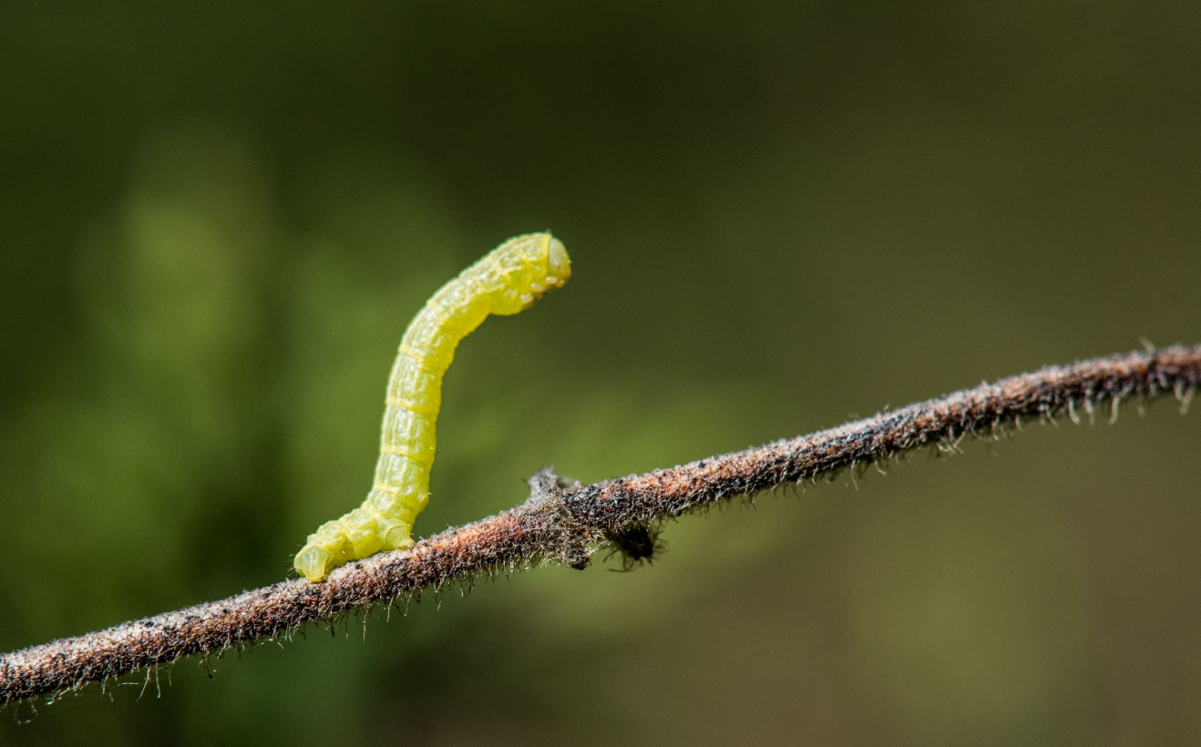 Caterpillar colorado cheap ambre