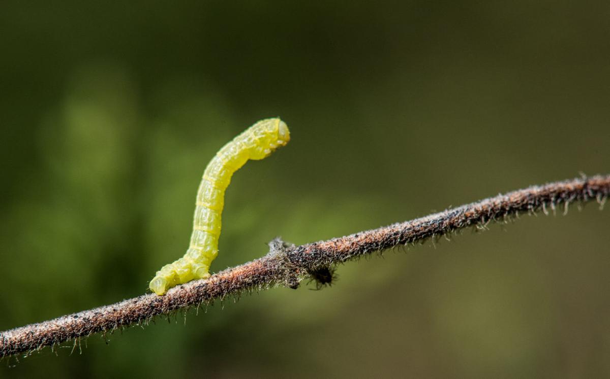 What Type Of Moths Do Inchworms Turn Into