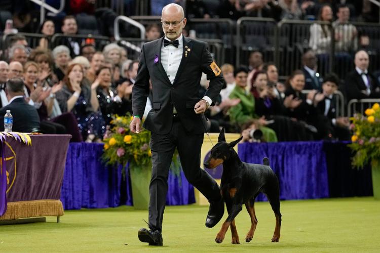 Westminster Dog Show