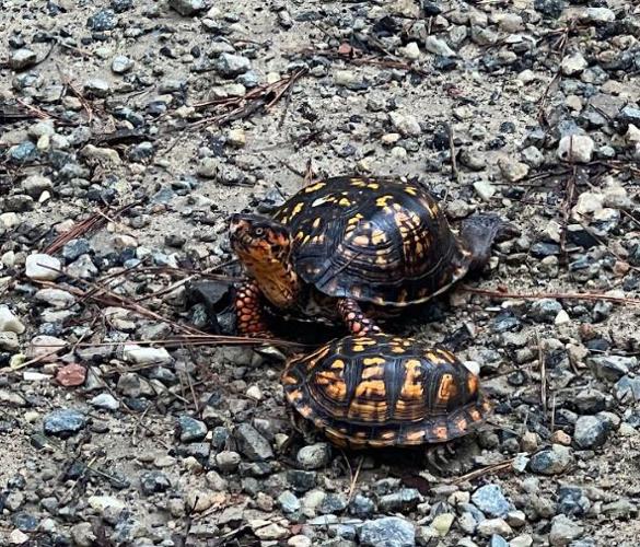 Mother turtle on the lookout