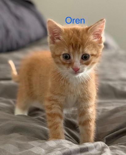 Pet of the Week Oren