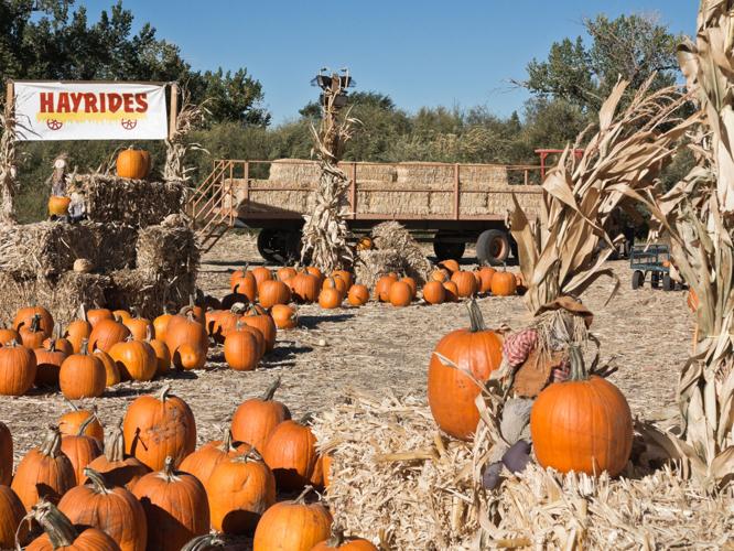 Pumpkin Patch complete with a hay ride. Colorful Pumpkin Patch and hay ride at harvest time