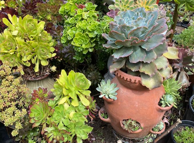 Gardening - Strawberry Pots