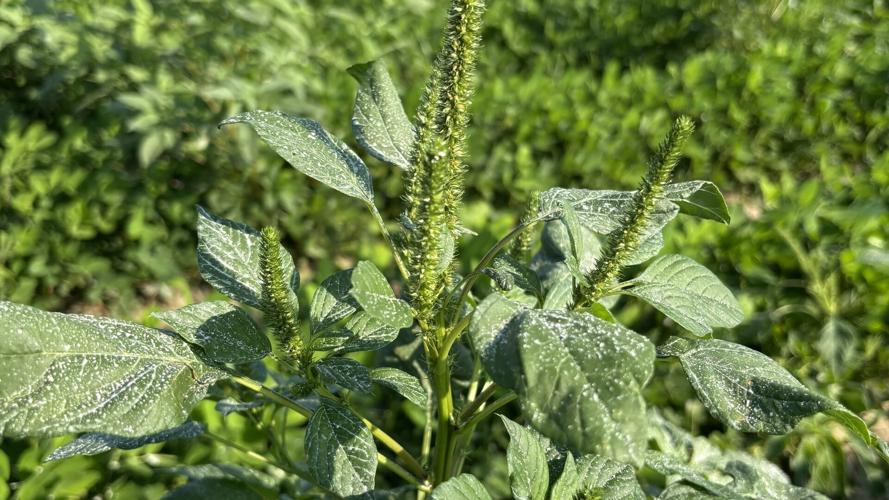 Suppression of Large Palmer Amaranth Peanut Notes No. 176 2026
