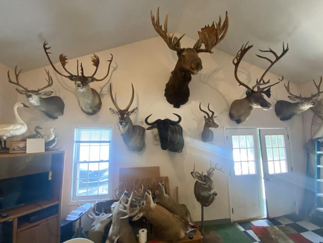 Taxidermied animals