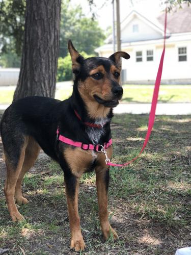 07-08 Pet of the Week Ruby