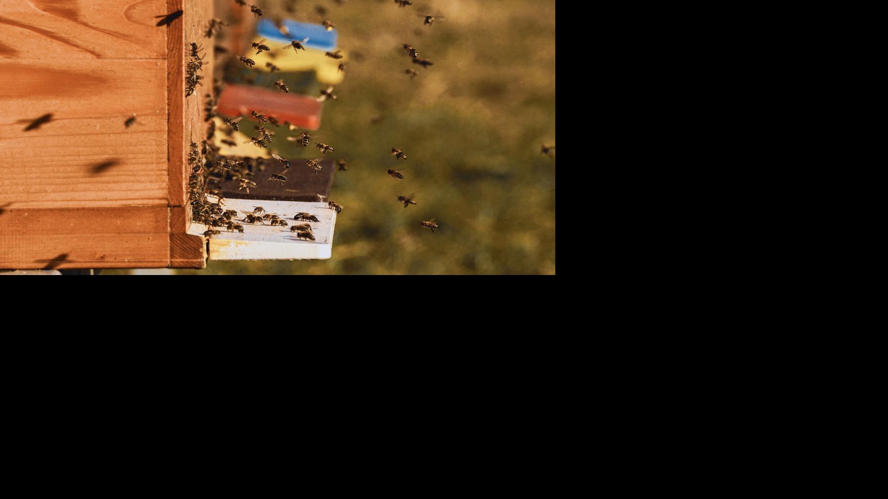 Homeowner forced by HOA to move the hives in fight over backyard bees 