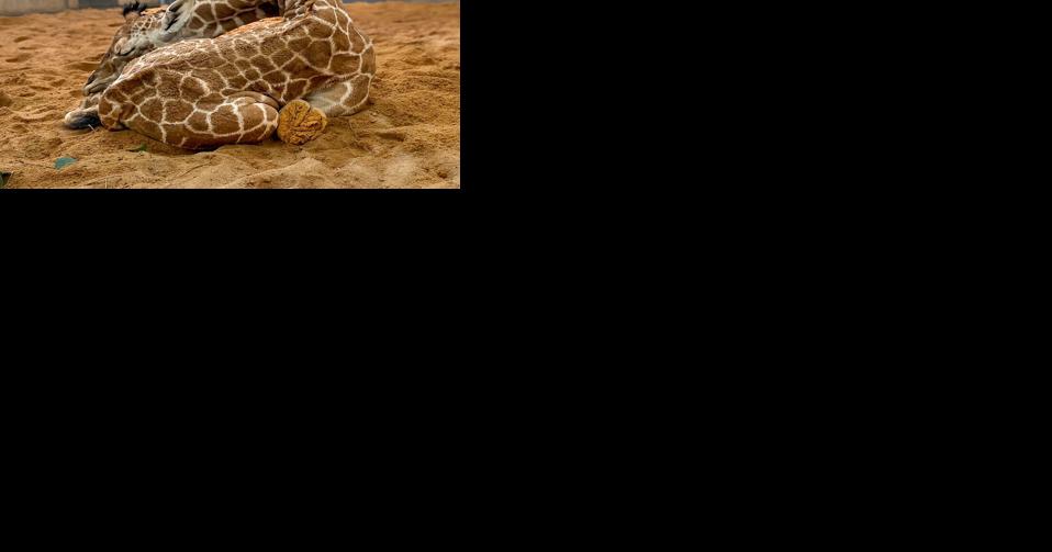 NC Zoo announces births of giraffe, chimp and a new habitat - Vimarsana News