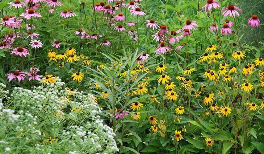 Save the Date for Pollinator Habitat Workshop and Native Plant Sale