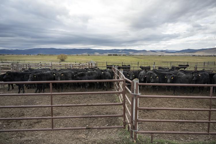 Yellowstone Livestock 14