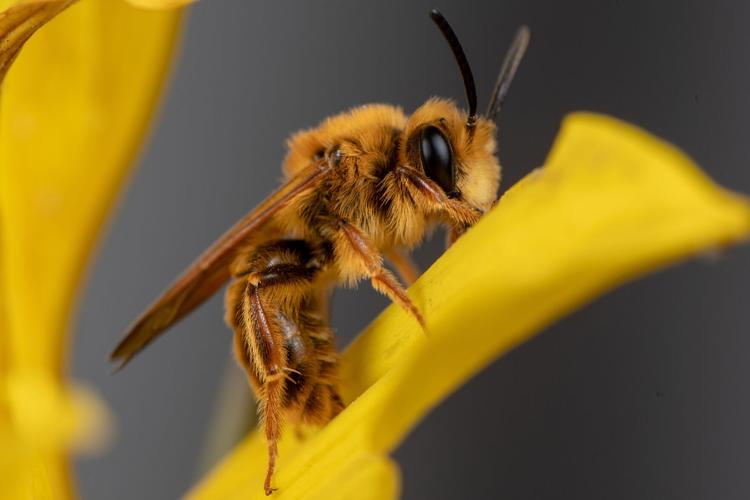 Photographing Bees Andrena prunorum