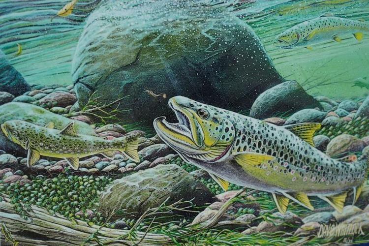An illustration of trout on an educational display at the Bobby N. Setzer State Fish Hatchery in Pisgah National Forest, May 6, 2026.