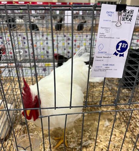 Prized poultry