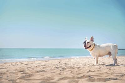 Portrait of french bulldog on the beach