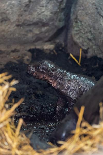 Hippo Calf-4.jpg