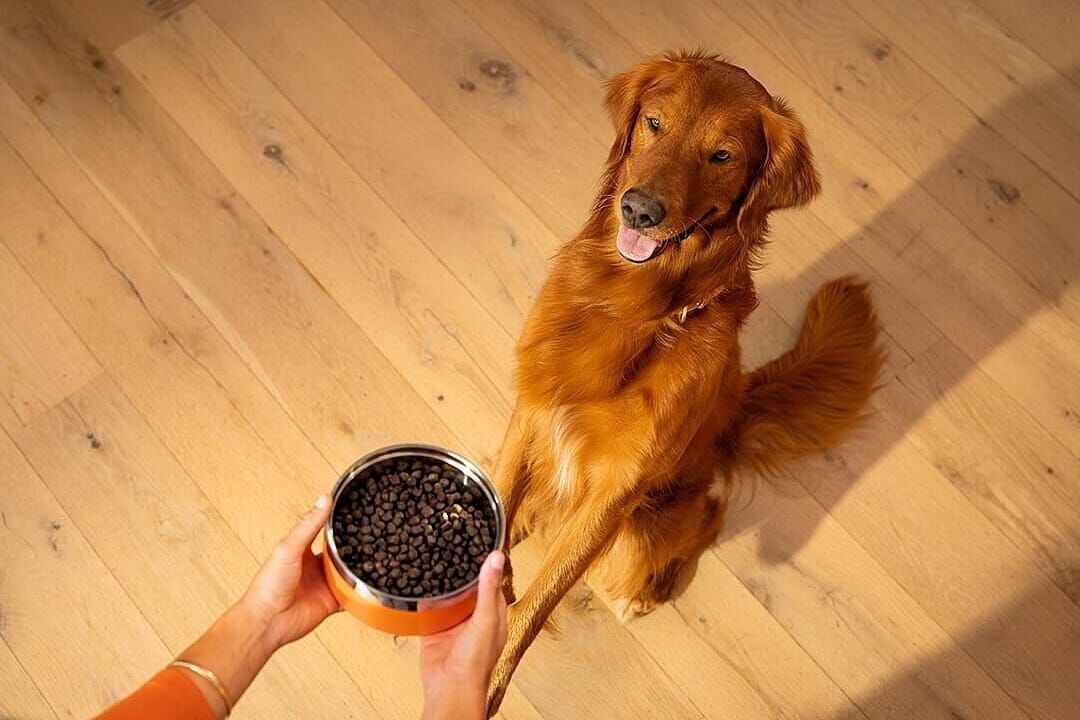 Uncover your kibble: 5 things to look for in your dog’s food