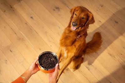 Uncover your kibble: 5 things to look for in your dog’s food