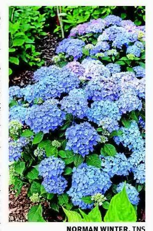 Hydrangea lovers head to the dance