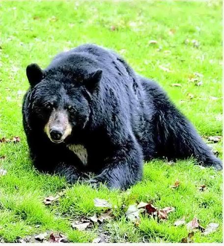 Black bear Yonnie dies at Grandfather Mountain
