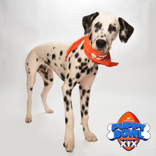 Julius_Green Dogs Unleashed_Ruff.jpg