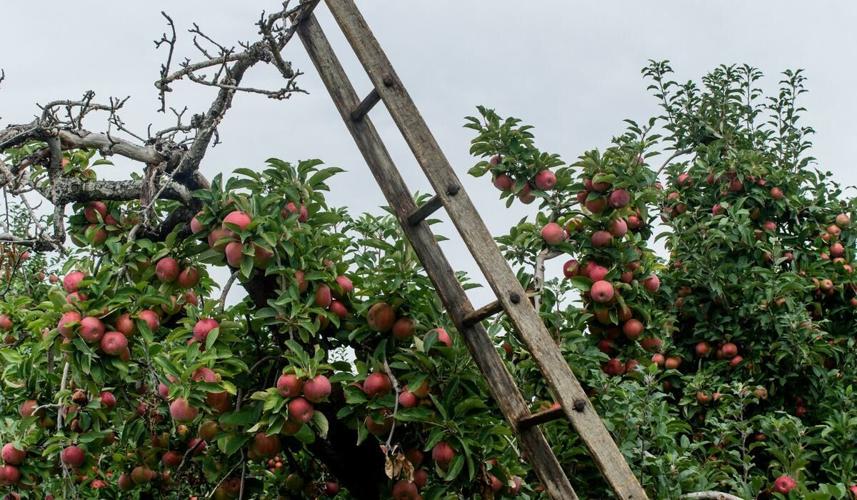 WNC Orchard Insect Pest Populations - October 27, 2026