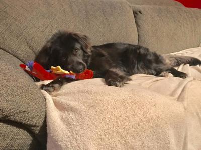 Pet of the Week Momoa