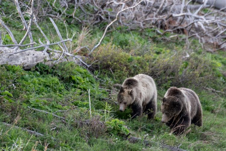 howard bears photo