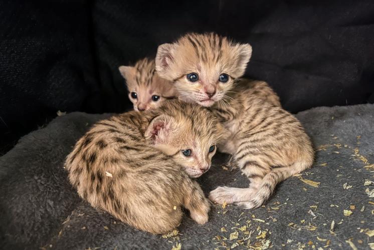 Three_Sand_Cat_Kittens_2.0_Wide-1.jpg