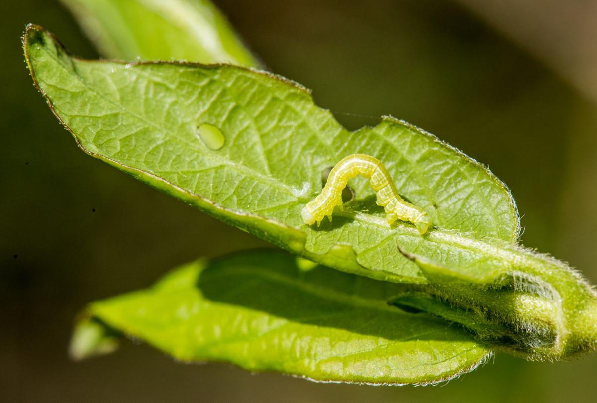 10 Things to Know about Cankerworms News