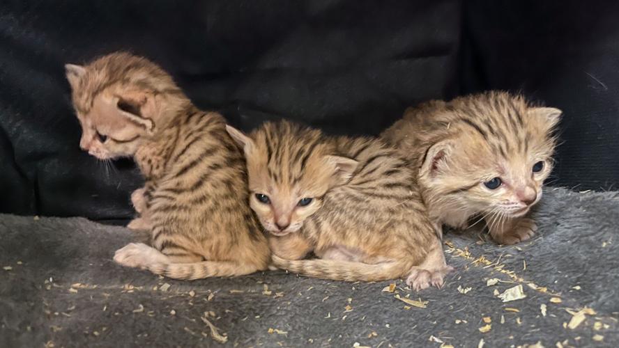 Three_Sand_Cat_Kittens_3.0_Wide-1.jpg