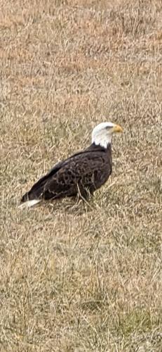 The eagle has landed