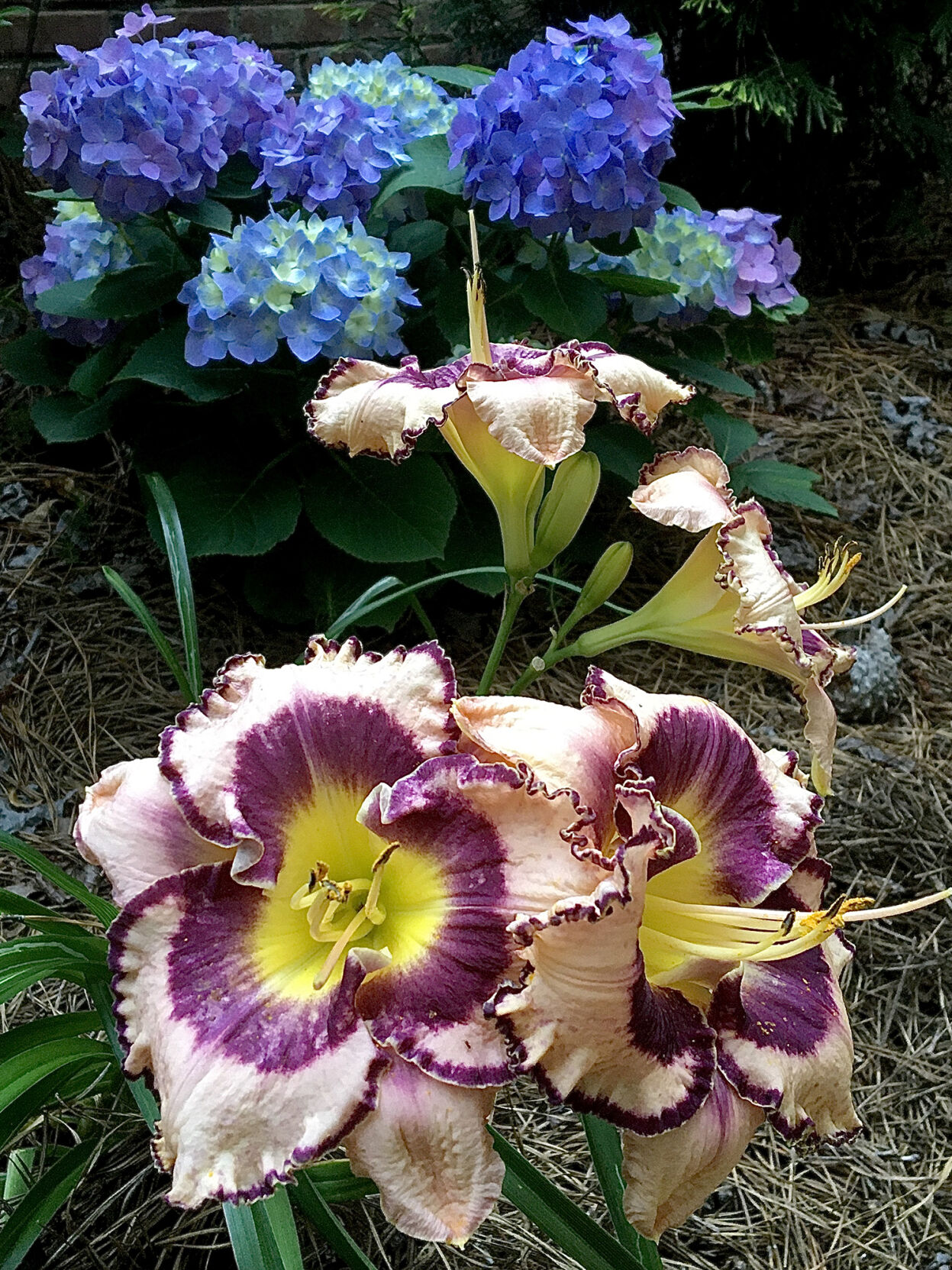 The Garden Guy is using Let’ s Dance Arriba with Rainbow Rhythm Sound of My Heart daylilies.
